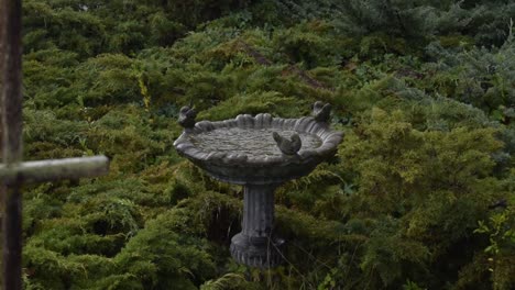 Bird-bath,-thunder-storm,-partial-arbor