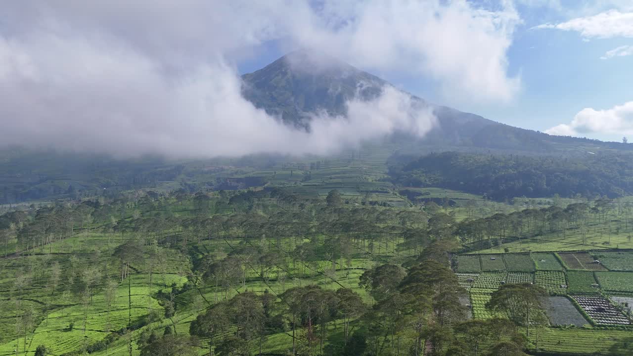 Serene drone view of a tea estate in the mountains, featuring layered terraces, tall trees, and mist drifting through a picturesque green valley. Bedakah tea plantation, Indonesia