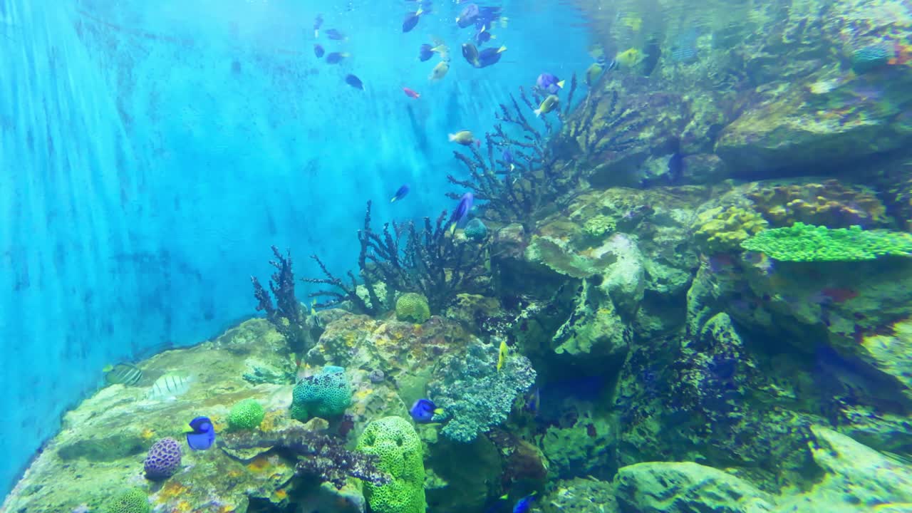 Dive into the stunning world of marine biodiversity showcased a vibrant aquarium setting.