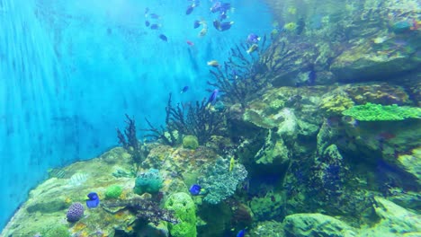 dive into the stunning world of marine biodiversity showcased a vibrant aquarium setting.