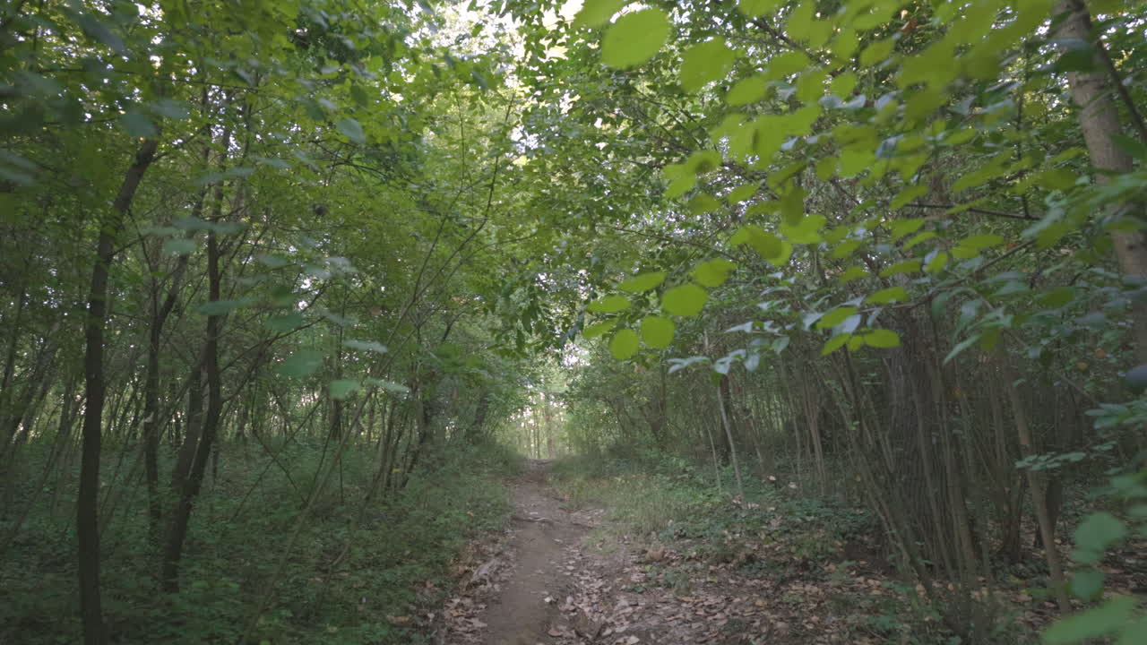 Sentiero nel parco naturale della foresta, ripresa in dolly all'indietro di vegetazione boschiva verde, piante, foglie, tronchi e rami d'albero, paesaggio lussureggiante selvaggio tropicale.
