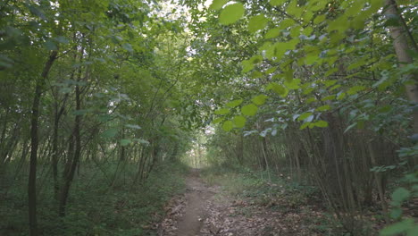 森林自然公園步道路徑, 綠色森林植被植物葉子和樹木樹幹分支, 熱帶野生茂盛的風景