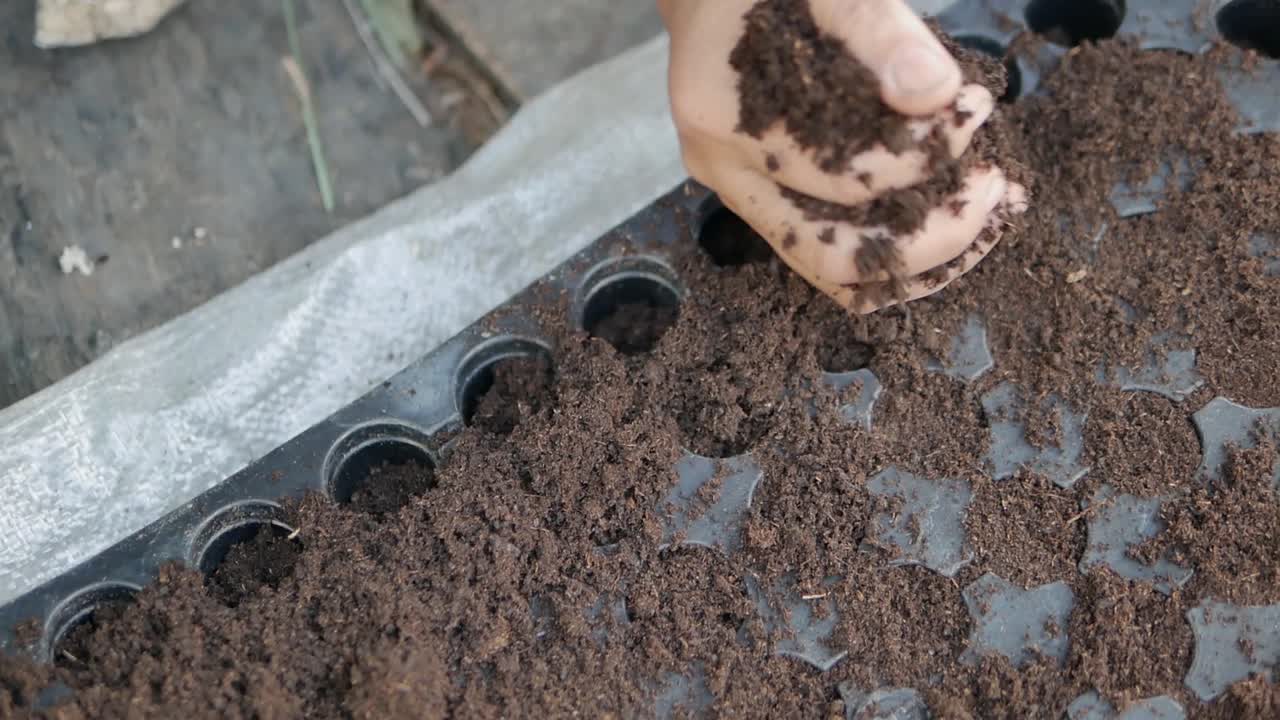 Agricoltore asiatico che aggiunge semi in un semenzaio, primo piano