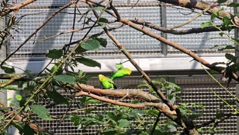 los periquitos se aparean en el zoológico de dortmund.