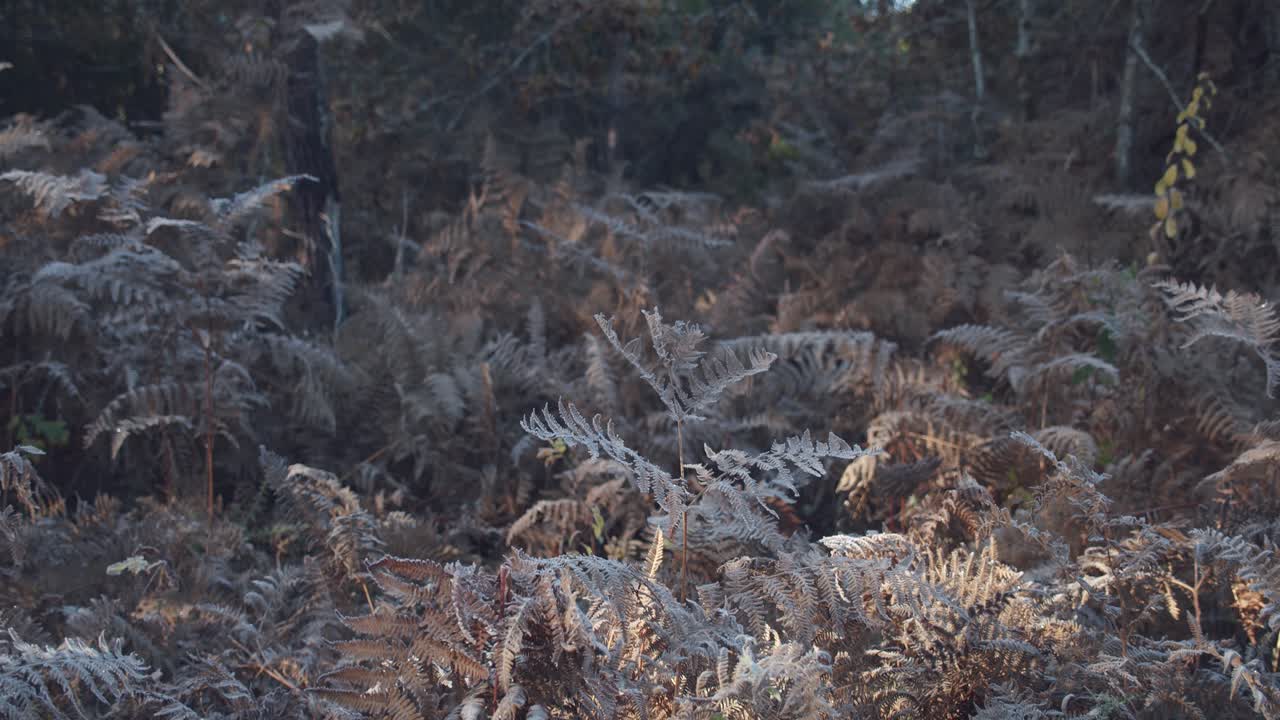 가을 시즌에 임업 지역에 있는 고사리 식물의 갈색 잎, 총을 위로 기울이기