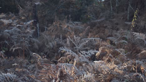 brown leaves of fern plant in forestry area in autumn season, tilting up shot