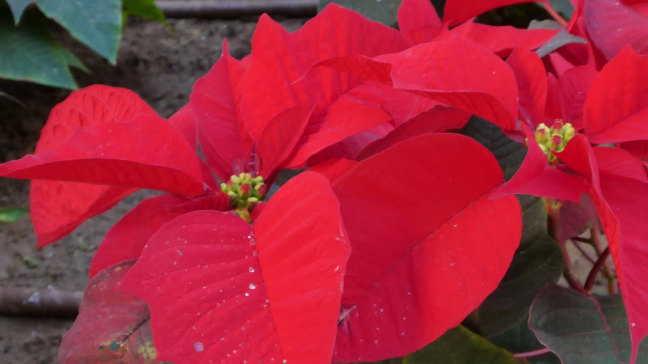 Close-up da flor de Natal