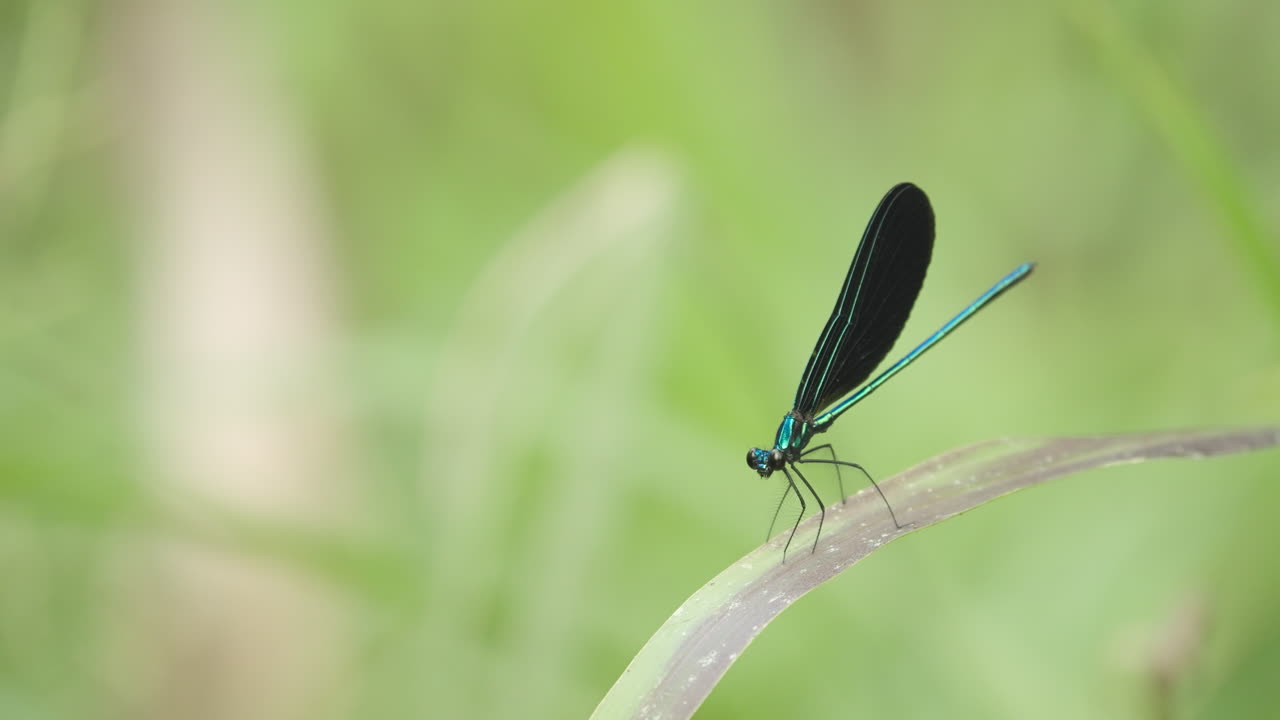 Damselfy on Stalk Spreading Wings