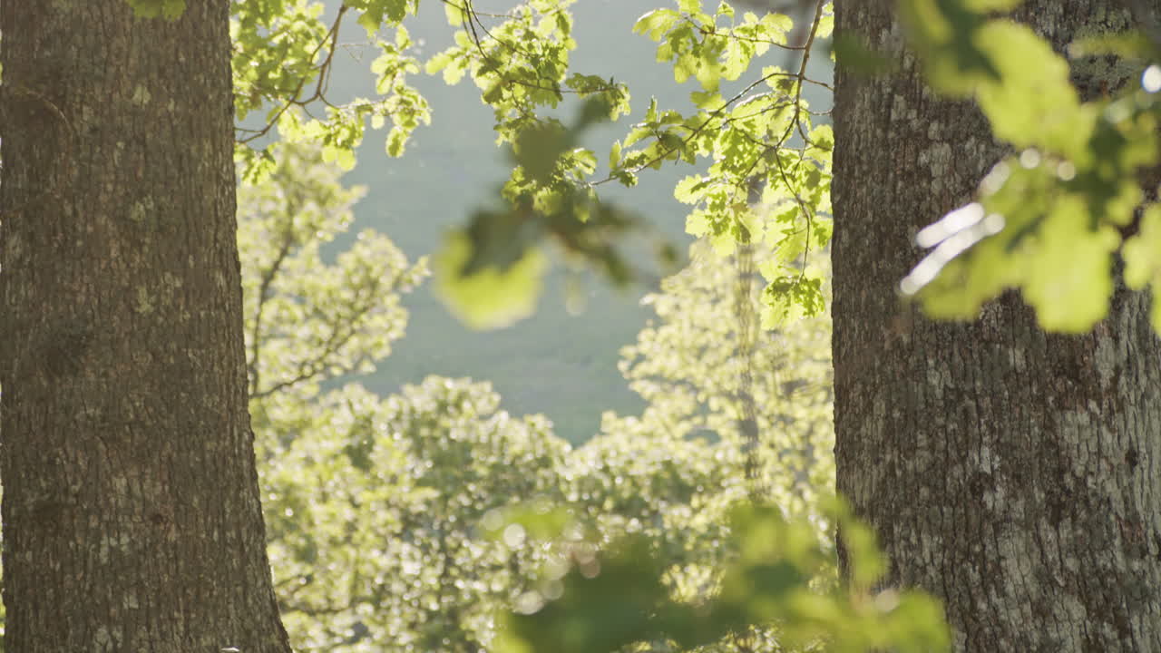 Panning shot Grassy English woodland in summer with bokeh flies sunset background