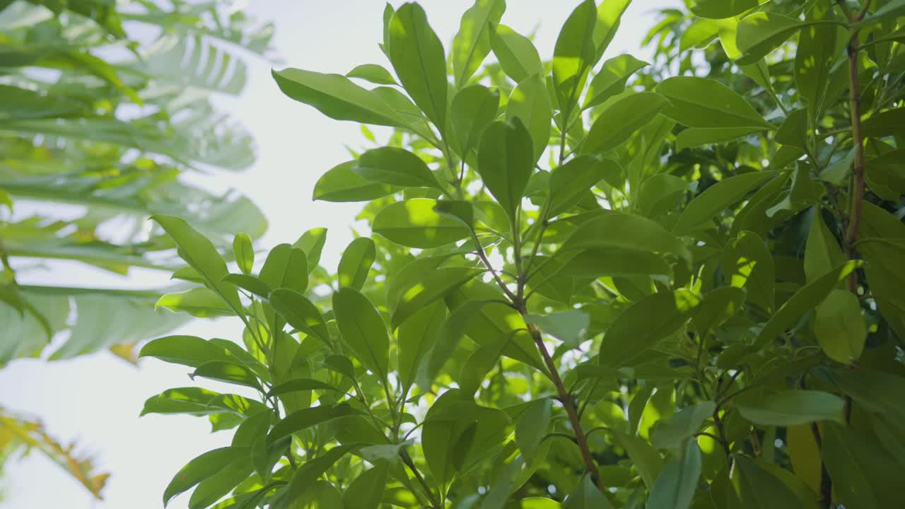 la naturaleza verde mirando hacia arriba y el resplandor en el bosque, la vista de pov a través de las cimas de los árboles, los rayos del sol a través del follaje.