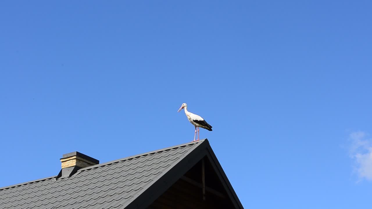 Stork on a roof. Shooting of a stork