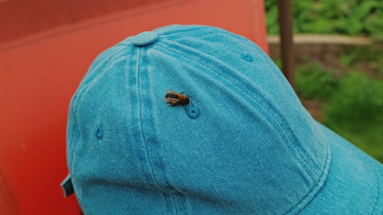 Close-up of honeybee resting on fabric hat under sunlight, peaceful green garden