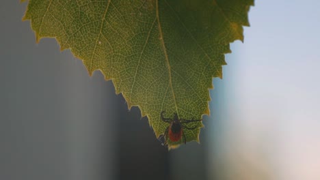 primer plano detallado de un ácaro posado en una hoja de abedul verde, mostrando su cuerpo marrón oscuro y marcas de color naranja rojizo