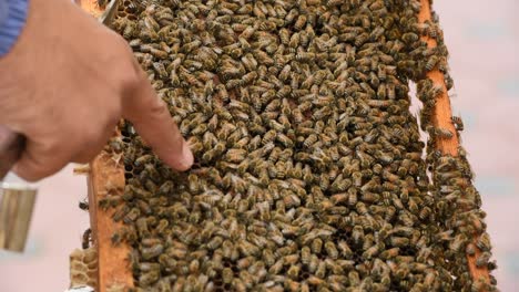 Nahaufnahme-Eines-Bienenstockrahmens-Mit-Touristen,-Die-Fotos-Machen