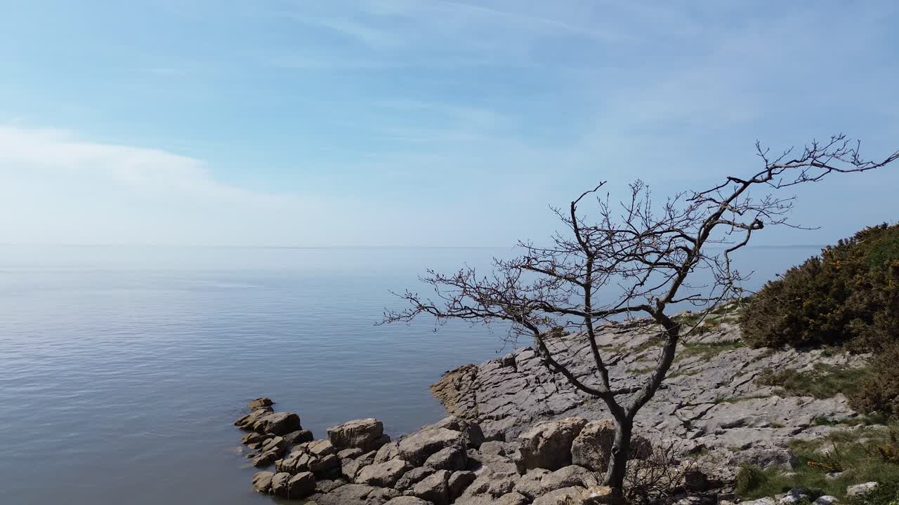 Aerial view reveals weathered tree on rocky slope with calming tide and idyllic blue sky horizon