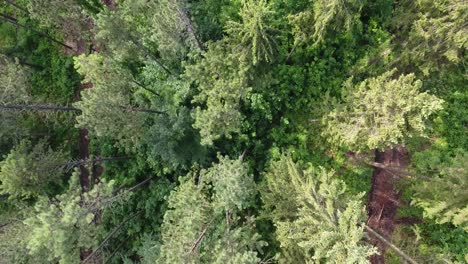 Drone-flight-over-a-forest-during-sunset.-Verdun,-Lorraine,-France-Vertical-view