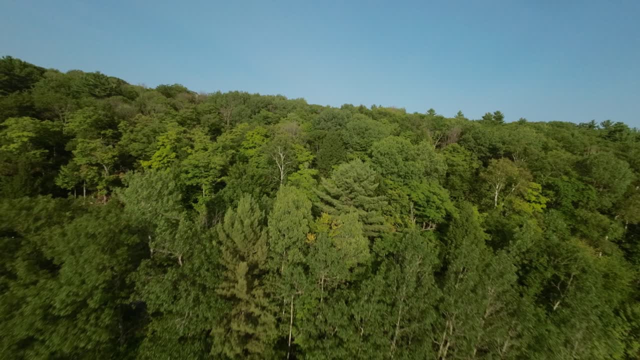 vista aérea de un bosque verde y exuberante