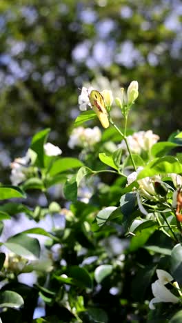 white flowers swaying on a sunny day