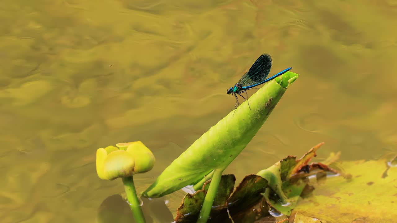 아름다운 데모이젤 (calopteryx virgo) 은 calopterygidae과에 속하는 유럽의 데모이젤이다. 그것은 종종 가장 집에 있는 빠른 물을 따라 발견된다.