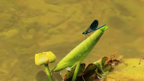 beautiful demoiselle (calopteryx virgo) is a european damselfly belonging to the family calopterygidae. it is often found along fast-flowing waters where it is most at home.