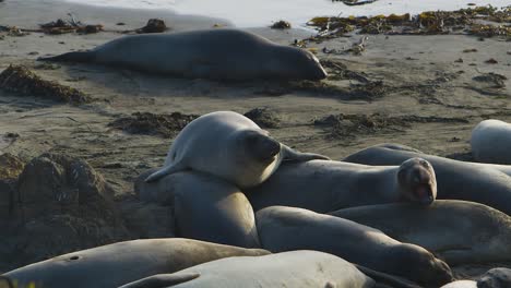 a group of sea lions snooze in the sun.
