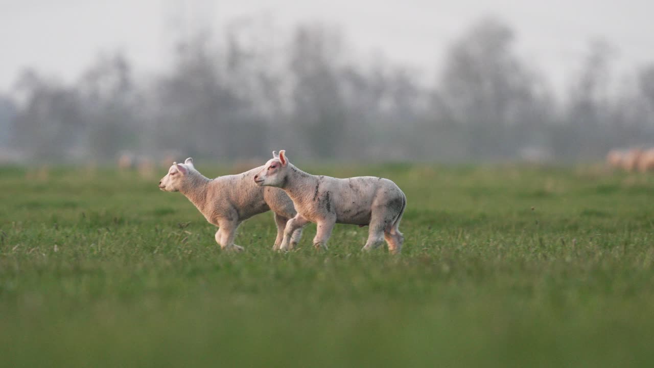 아름다운 농장의 푸른 목장에서 즐겁게 뛰어다니는 양들