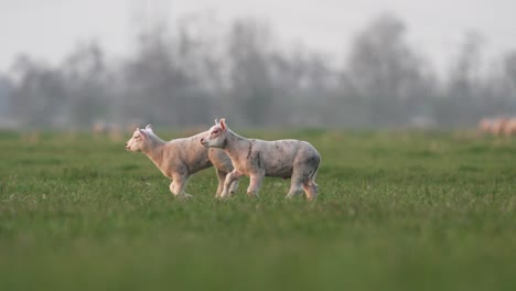 lambs running around joyfully in a green paddock on a beautiful farm