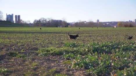 Cute-puppy-dog-chasing-bird-on-grass-field-in-the-park-in-super-slow-motion-during-summer-with-puppy-dog-eyes-in-Stuttgart,-Germany