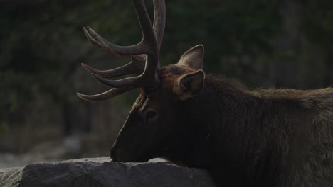 Ciervo-Mientras-Se-Alimenta-Del-Parque-Forestal-Protegido-En-Parc-Omega,-Quebec,-Canadá