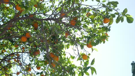 orange tree with ripe oranges