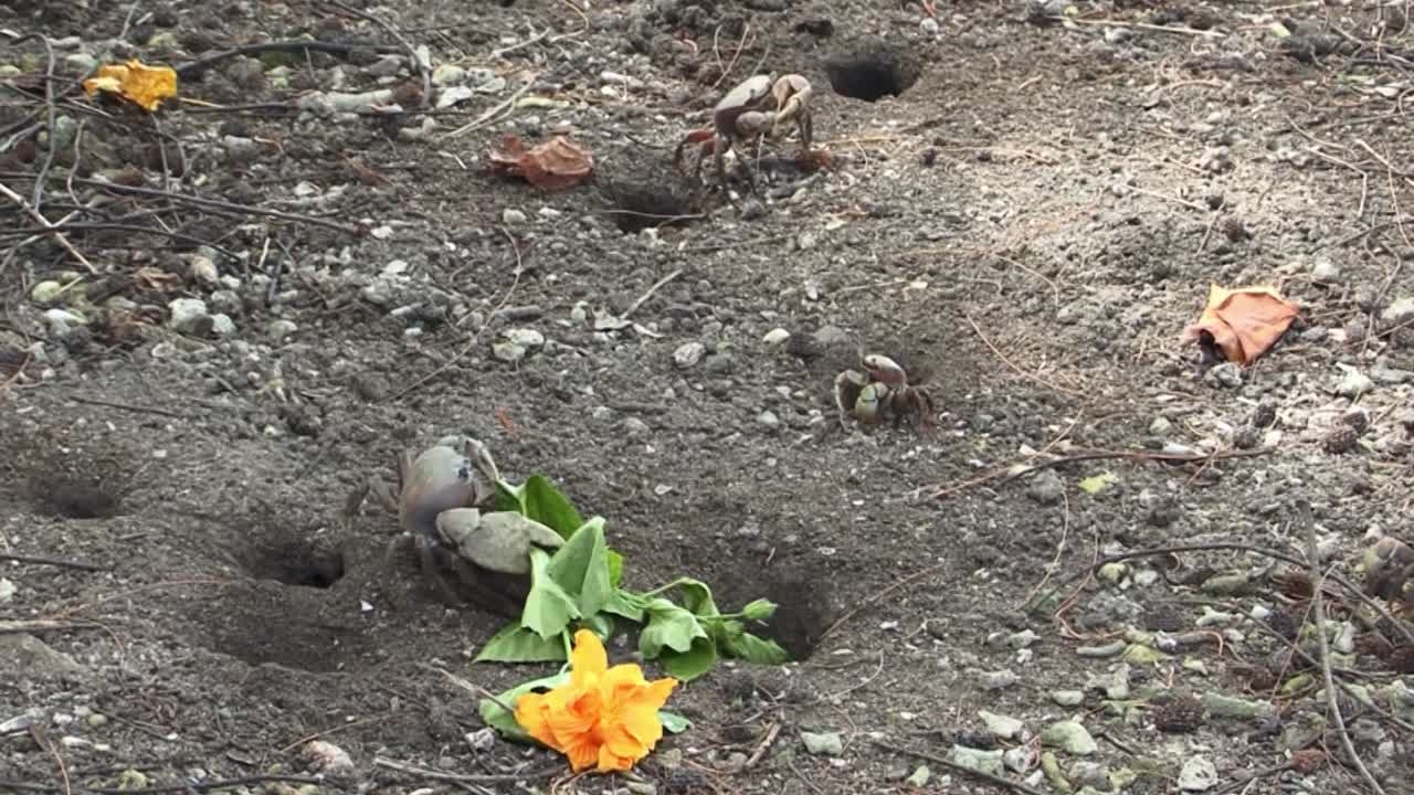 cangrejos de tierra peleando por flores en bora bora, polinesia francesa