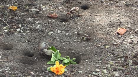 land crabs fighting over flowers in bora bora, french polynesia