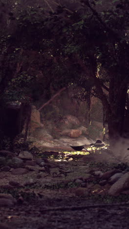 tranquil forest path with sunlight filtering through the trees