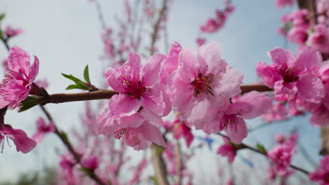 close up of blooming peach flowers in the warm spring sunlight