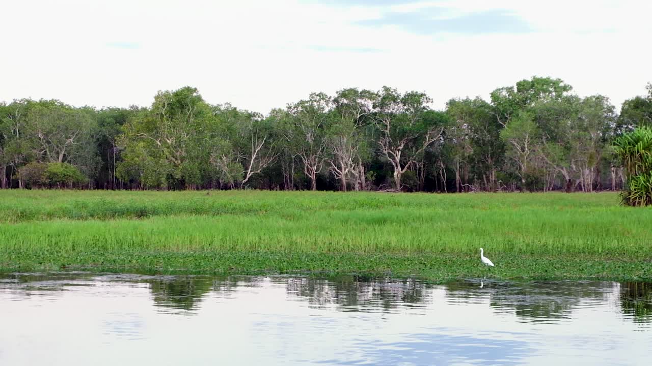 White heron bird standing in shallow water with green grass and trees in Northern Territories of Australia