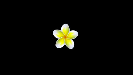 flower-blossom-icon-loop-Animation-video-transparent-background-with-alpha-channel