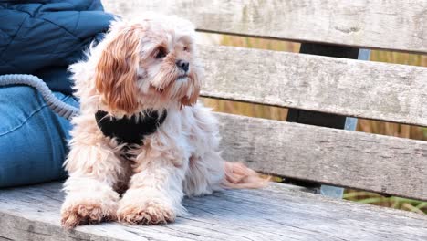 dog sitting on bench with person nearby