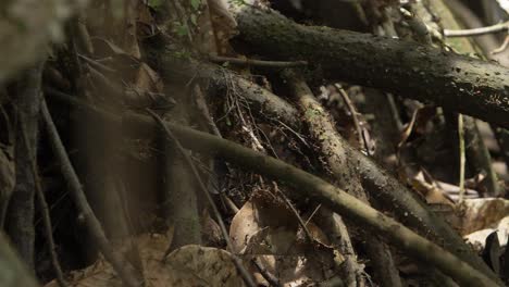 un montón de hormigas caminando en una raíz de árbol en la selva de perú en américa del sur