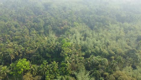 Toma-De-Vista-De-área-De-Selva-O-Bosque-En-Temporada-De-Invierno