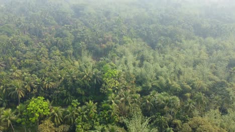 area view shot of jungle or forest at winter season