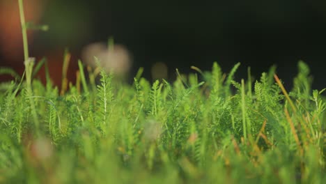 Lush-green-grasses-and-weeds-in-the-summer-meadow