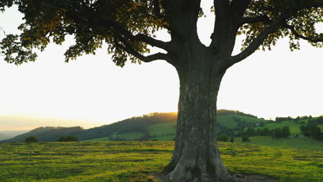 a view of a tree trunk on the flying flies and insects on the side of the trunk that is heavily lit with the sunny tree is on top of a hill overlooking the nature and mountains hills on horizon