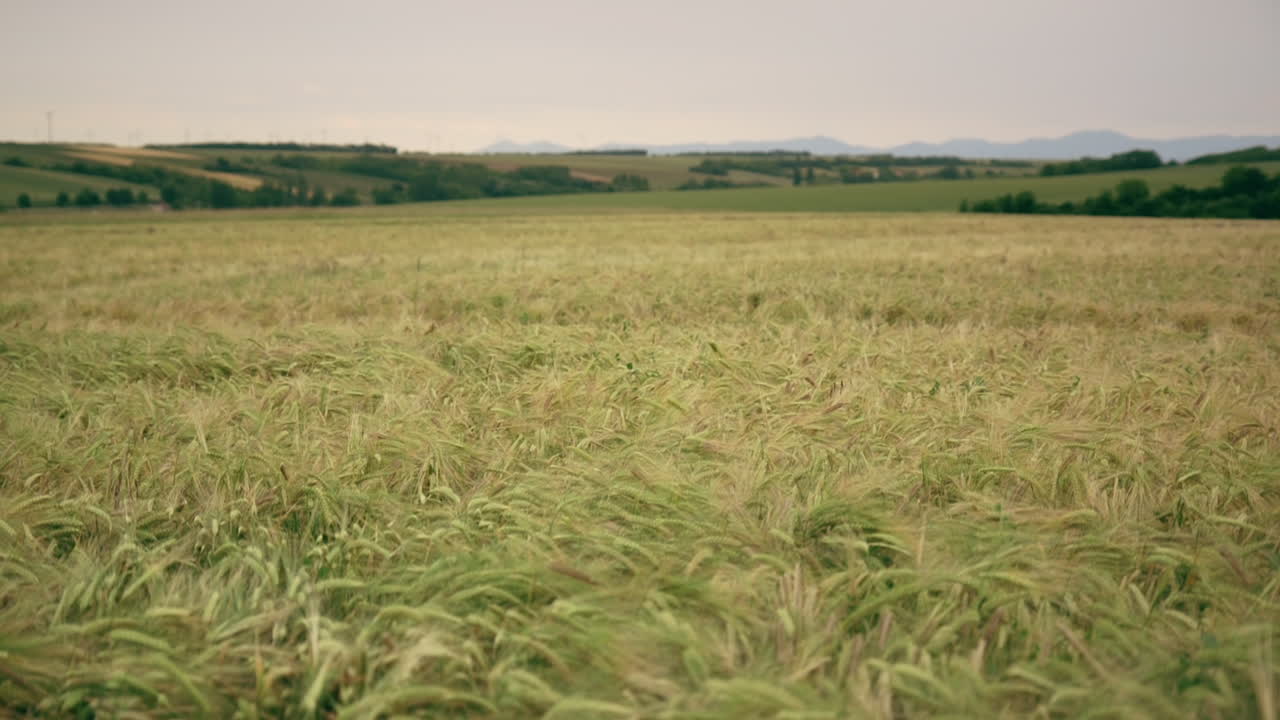 emergiendo de un campo de trigo verde