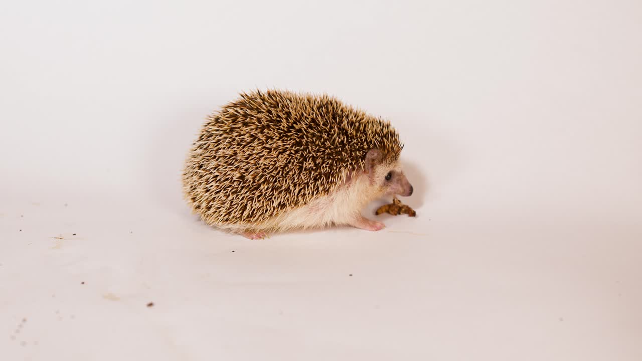 Un riccio pigmeo africano domestico mangia una larva di verme della farina su uno sfondo bianco pulito da studio