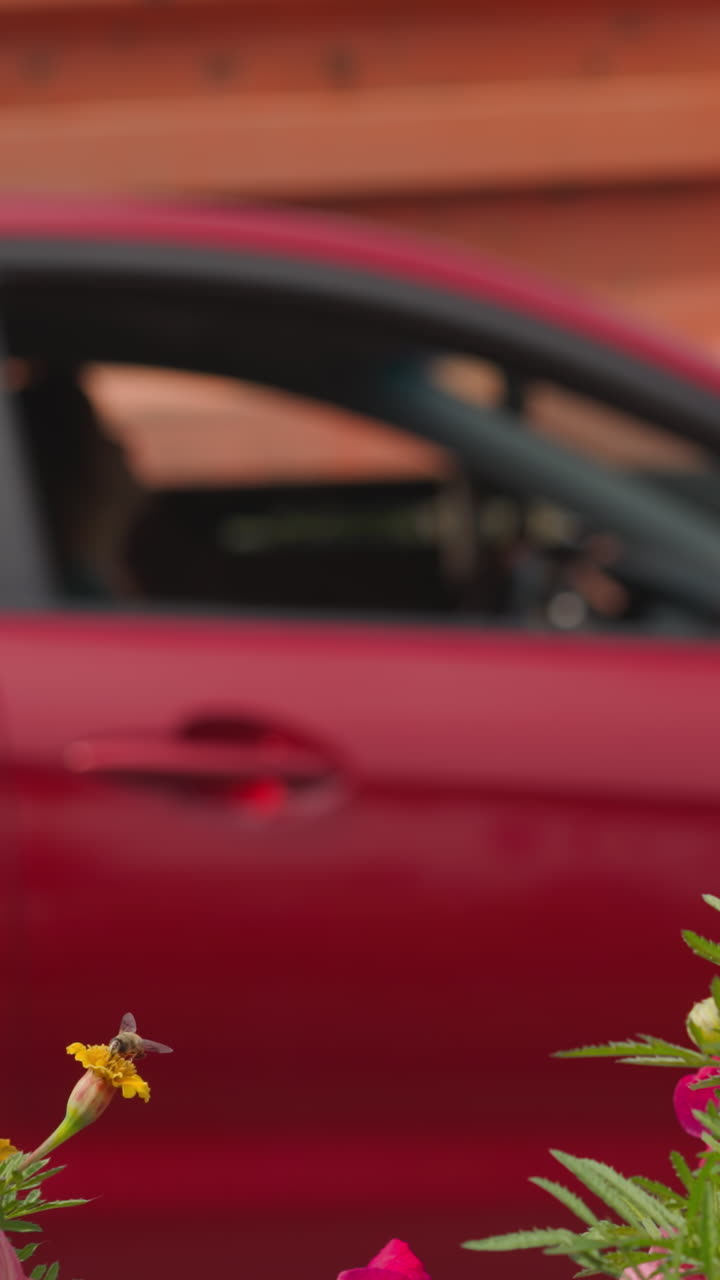 Red car and passing dump truck behind flowers with lush green leaves. Tired woman sits in vehicle waiting out heavy traffic jam cleared to get home closeup