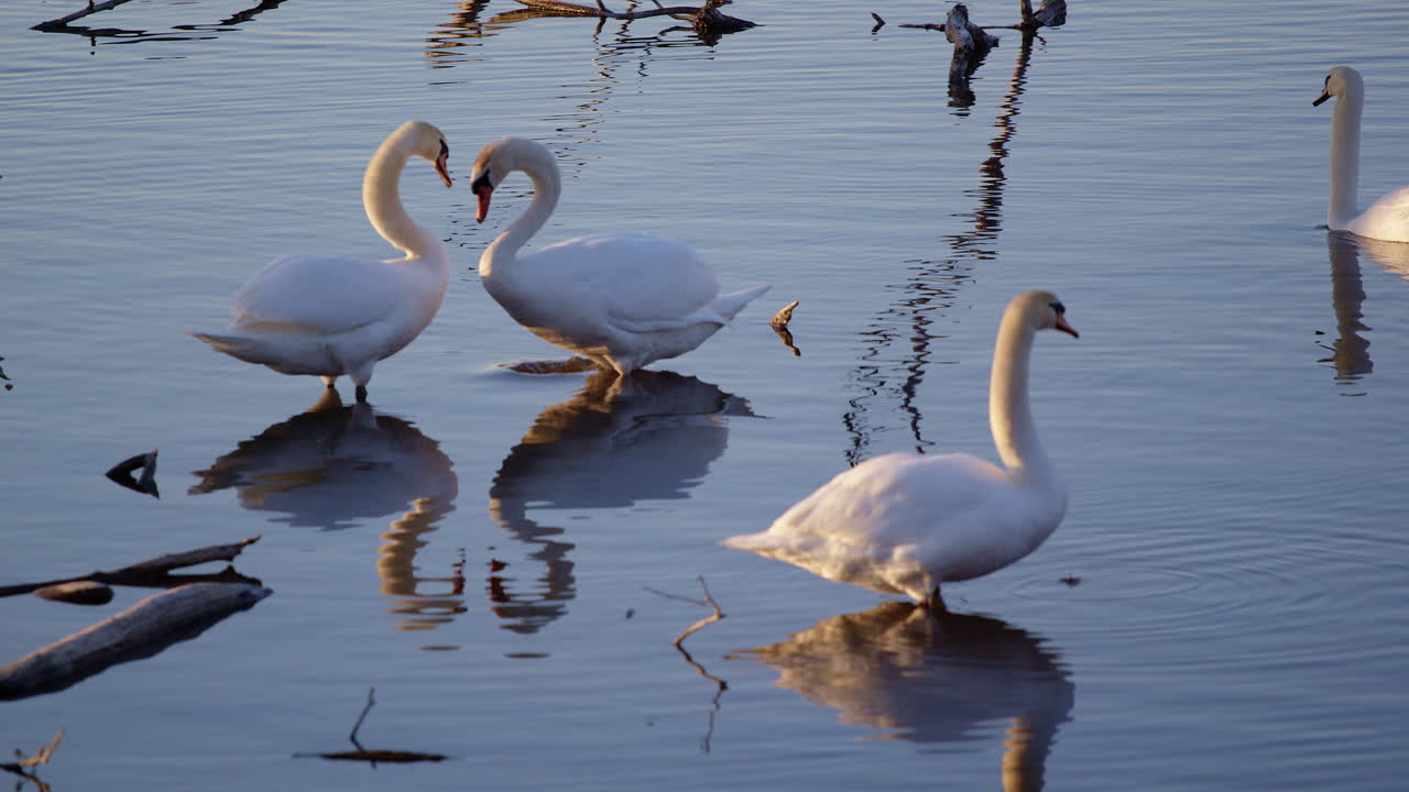 Slow-mo visuals of preening swans and courtship displays on a spring day.