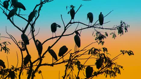 Cigüeña-Ayudante-Menor-Aves-Migratorias-Destaca-Hora-Dorada-Crepúsculo