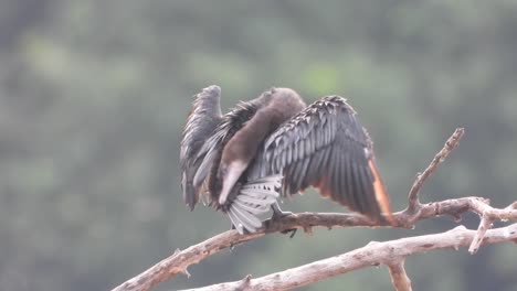 Cormorán-En-El-área-Del-Estanque