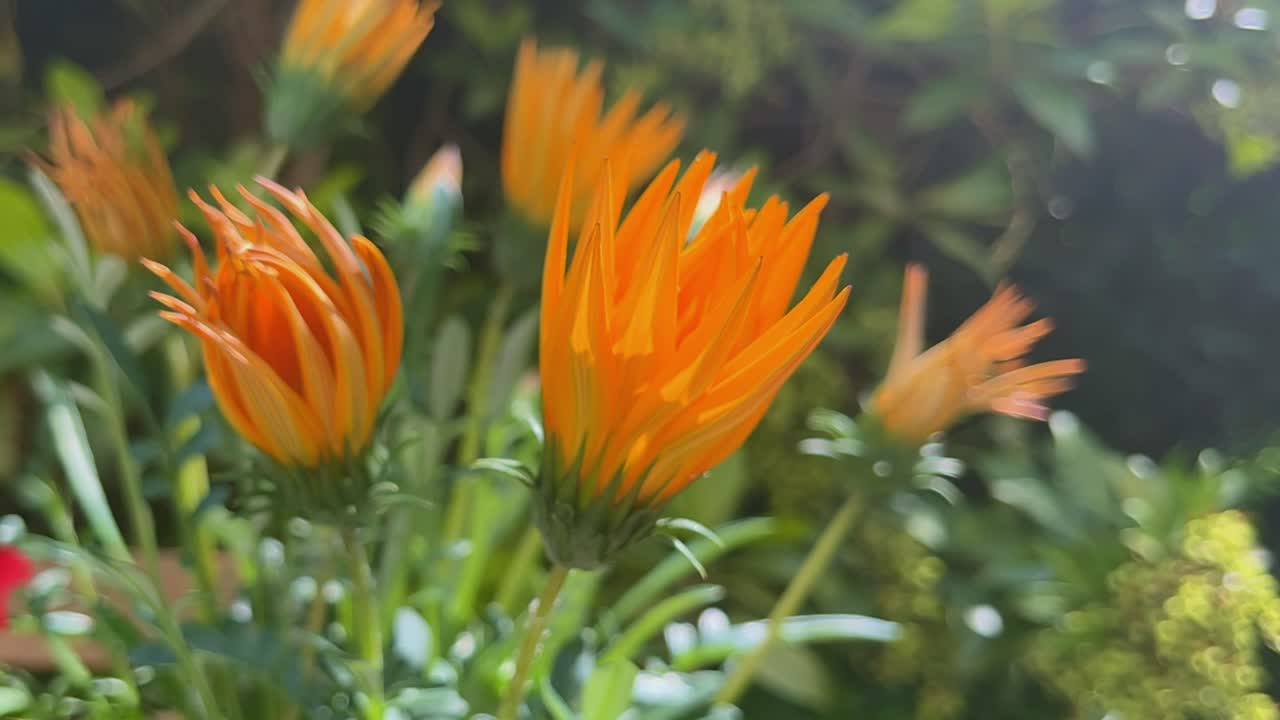 꽃을 피우는 기관의 시간 경과가 태양으로 향하고 자연에서 열립니다.