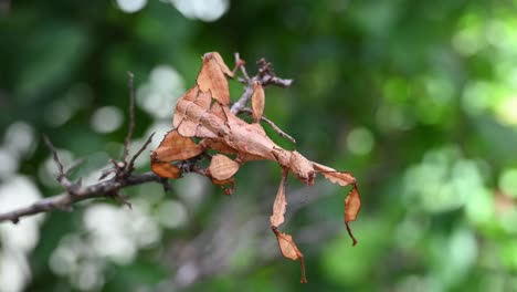 Giant-Prickly-Stick-Insect,-Extatosoma-tiaratum,-facing-to-the-right-then-suddenly-moves-a-little-with-a-gentle-wind,-lovely-green-and-light-bokeh-at-the-background